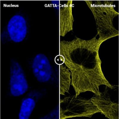 GattaQuant - GATTA-CELLS