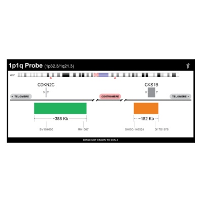 Empire Genomics - 1P1Q-20-GROR - 1p1q FISH Probe