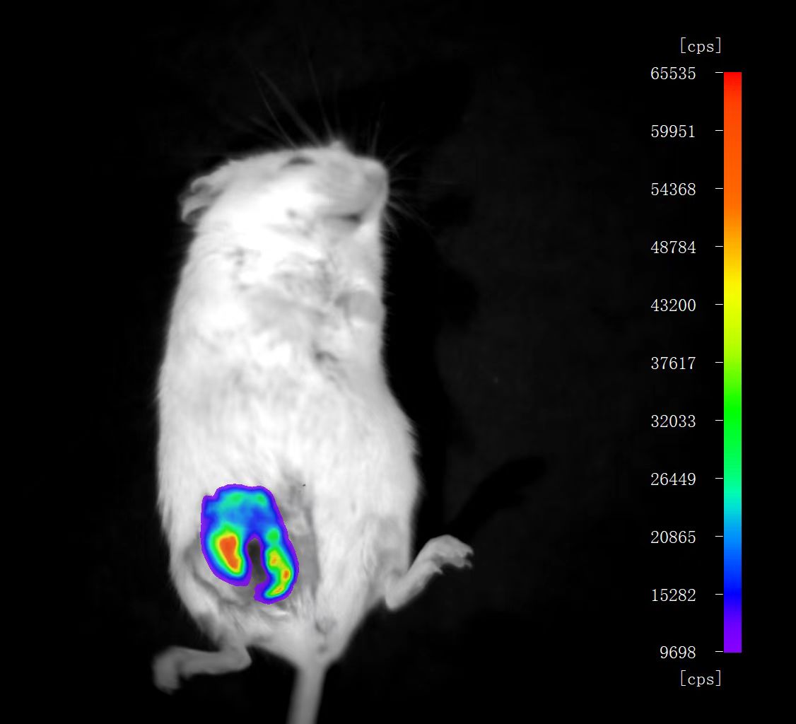 小动物活体成像系统（2024.02.20更新）