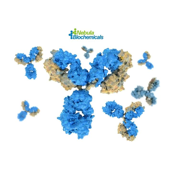 鱼精蛋白（Protamine）抗体热销中 | 维百奥生物