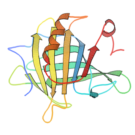 重组牛β-lactoglobulin蛋白 | Recombinant Bovine β-lactoglobulin