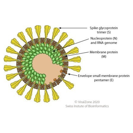 重组禽传染性支气管炎病毒Nucleoprotein蛋白