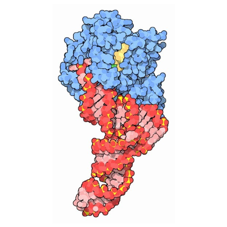 滑液囊支原体Elongation factor Tu (tuf)蛋白 | Elongation factor Tu (tuf), 1-20aa, His-tag
