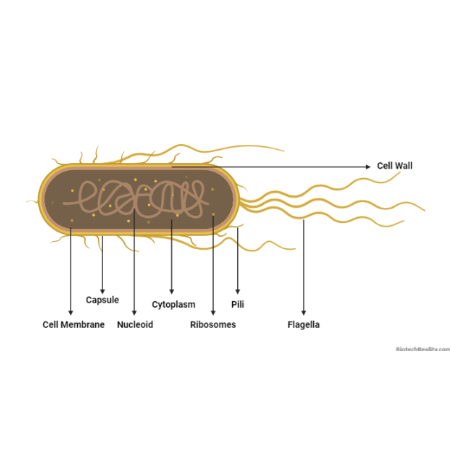 重组大肠杆菌Putative uncharacterized protein BicB (bicB)蛋白