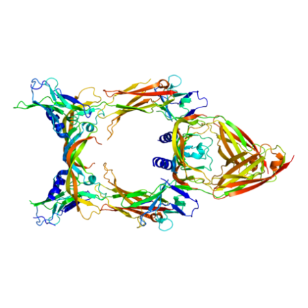 重组大鼠VEGFC蛋白 | Recombinant Rat VEGFC, 108-223aa, His-tag