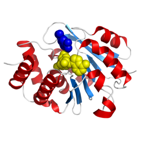 重组大鼠Catechol-O-Methyltransferase (COMT)蛋白