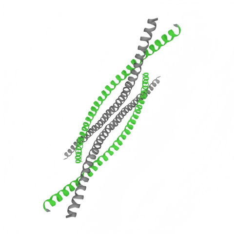 重组人KRT2蛋白 | Recombinant Human KRT2, 7-160aa, His-tag