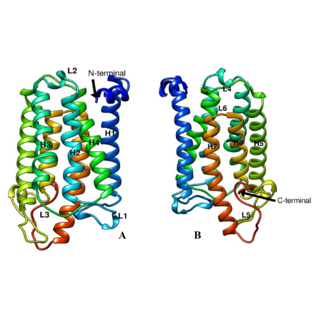 重组人Steroid 5 Alpha Reductase 1 (SRD5a1)蛋白