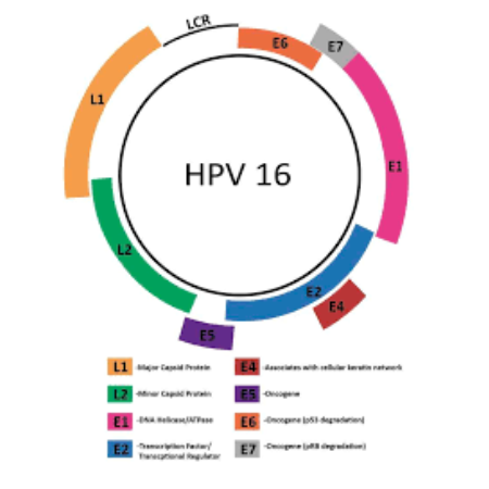 重组人HPV16 E7蛋白 | Recombinant HPV16 E7, 1-98aa, His-tag