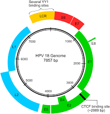 重组人HPV18 E7蛋白 | Recombinant HPV18 E7, 1-105aa, His-tag