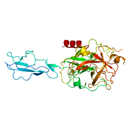 重组兔C1s蛋白 | Recombinant Rabbit C1s, 1-687aa, His-tag