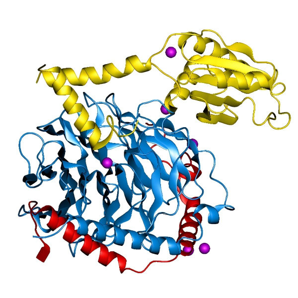 重组G蛋白 | Protein G
