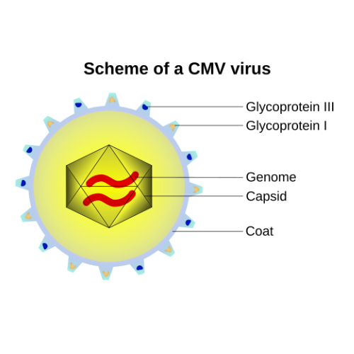 重组TMV Capsid蛋白 | Recombinant Tobacco mosaic virus(TMV) Capsid/Coat Protein