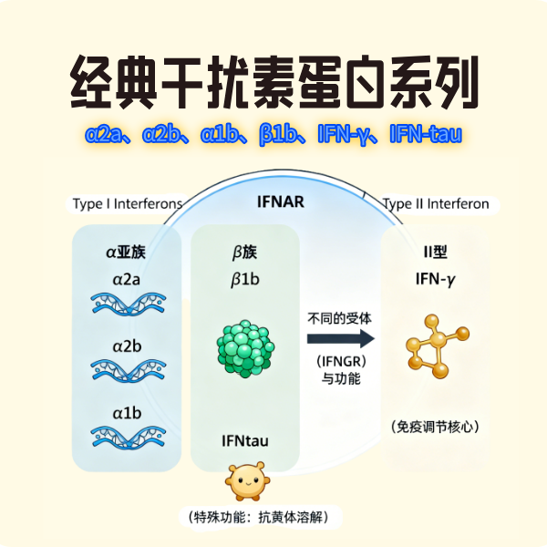经典干扰素蛋白现货促销中