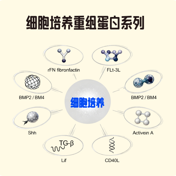细胞培养重组蛋白现货促销中