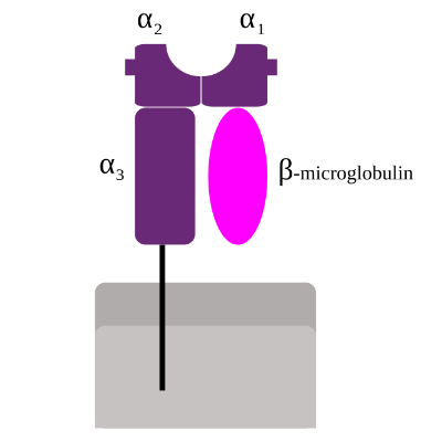 重组B2M/Beta-2 microglobulin蛋白现货热销中