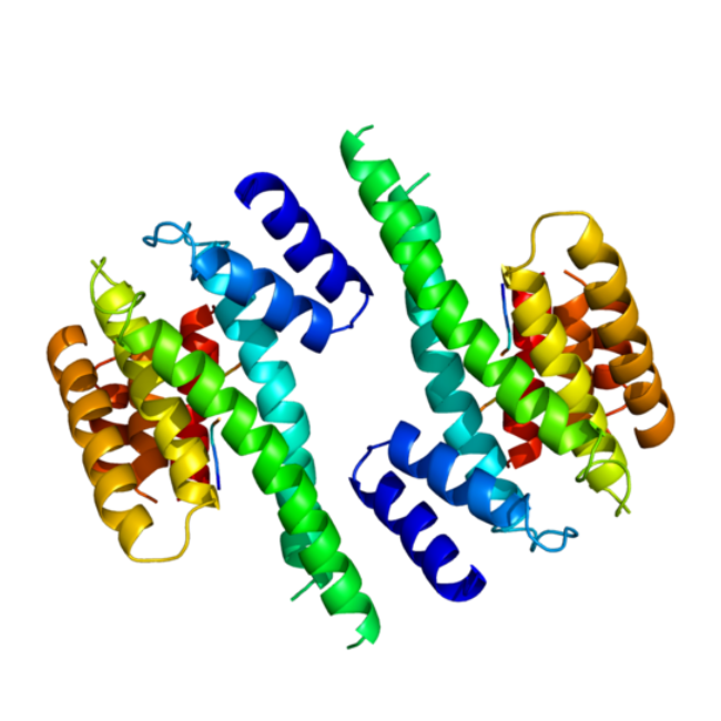 重组小鼠YWHAZ蛋白 | Recombinant Mouse YWHAZ, 1-245aa, His-tag