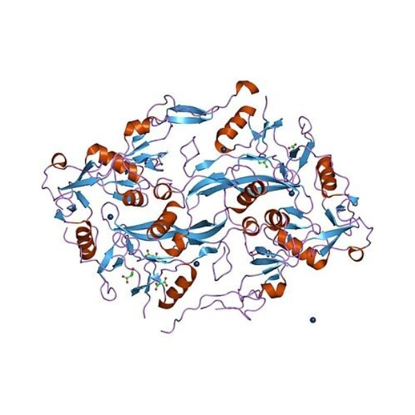 重组人Follistatin蛋白 | Recombinant Human Follistatin, 35-283aa, His-tag