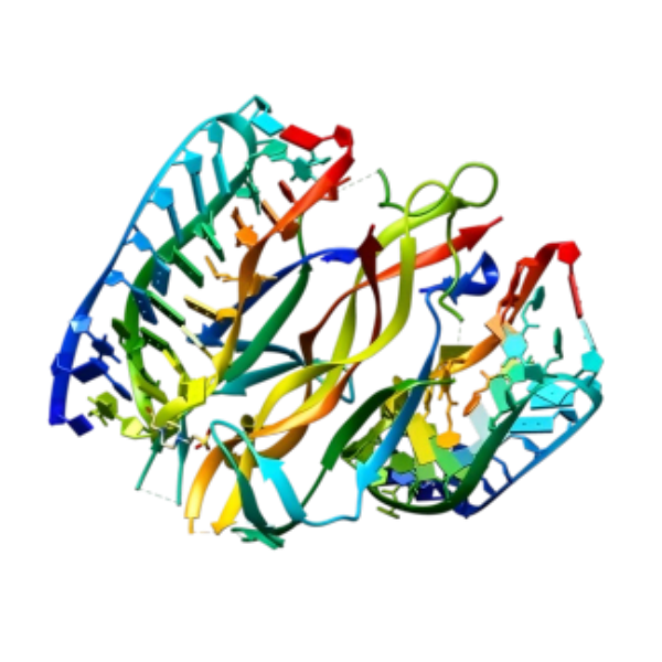 重组犬 β-NGF蛋白 | Recombinant Canine β-NGF Protein, Fc-tag