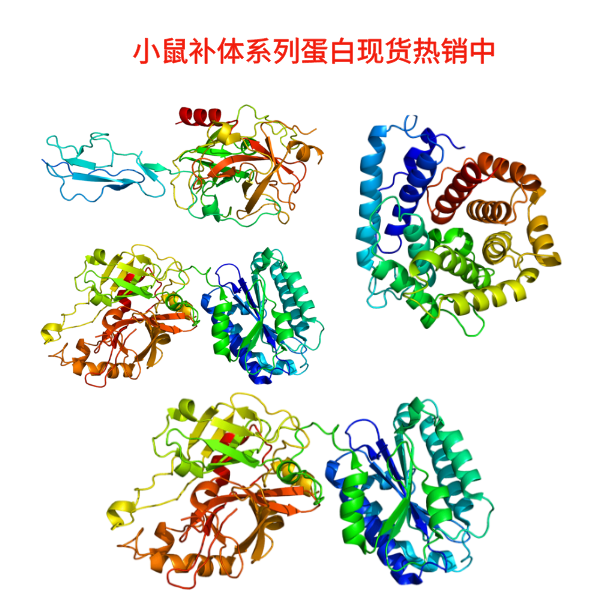 小鼠补体系列蛋白现货热销中