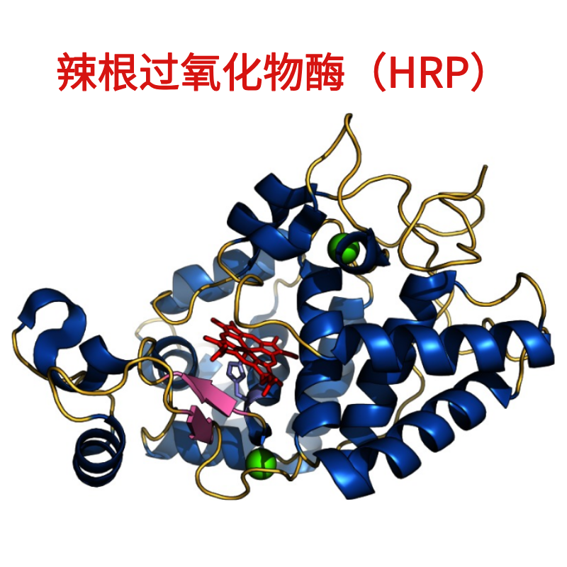 维百奥生物现货销售辣根过氧化物酶（HRP）产品
