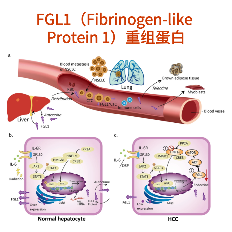 FGL1重组蛋白（Fibrinogen-like Protein 1）｜Recombinant FGL1 Protein