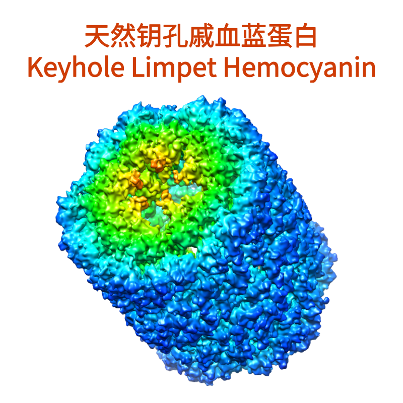 天然钥孔戚血蓝蛋白（Keyhole Limpet Hemocyanin）