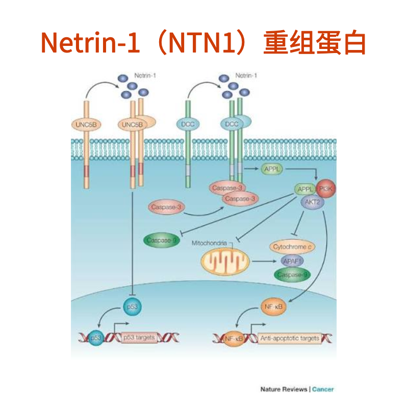 Netrin-1（NTN1）重组蛋白｜Recombinant Netrin-1 Protein