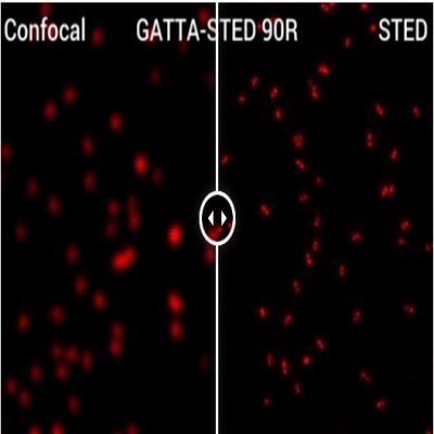 GATTA-STED NANORULER.jpg