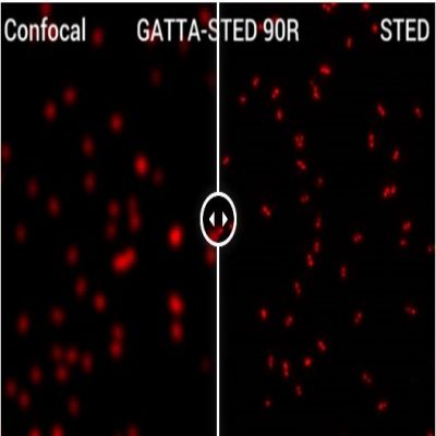 GATTA-STED NANORULER.jpg