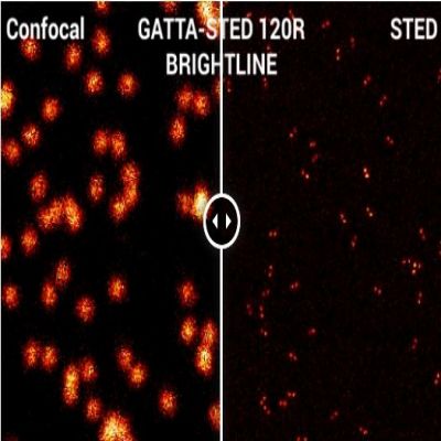 GATTA-STED NANORULER-1.jpg