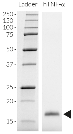 sds-htnf-a1ug.png