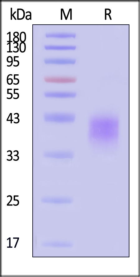 67e26e930d7e9.jpg CDB-H5227.jpg