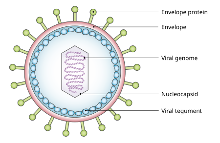 692e8e9aac323.png Viral_Tegument.svg.png