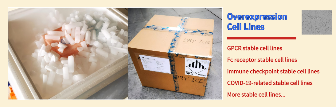 6942584ca35a9.png 稳定细胞系图片英文.png
