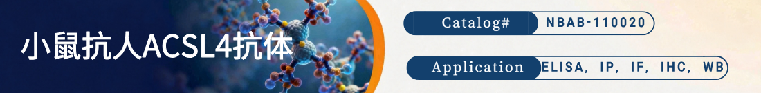 小鼠抗人ACSL4抗体