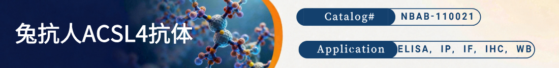 兔抗人ACSL4抗体