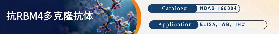 抗RBM4抗体