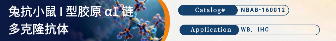 鼠抗COL1A1抗体
