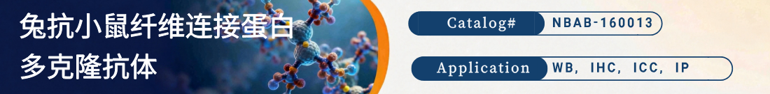 兔抗小鼠Fibronectin/FN1抗体