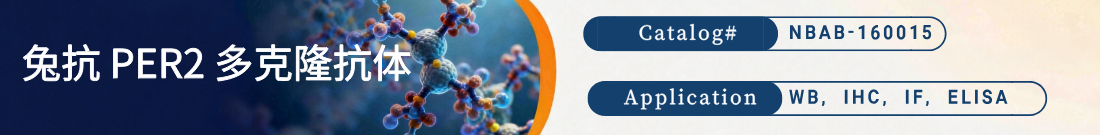 抗PER2抗体