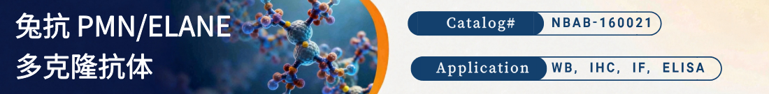 抗PMN/ELANE抗体