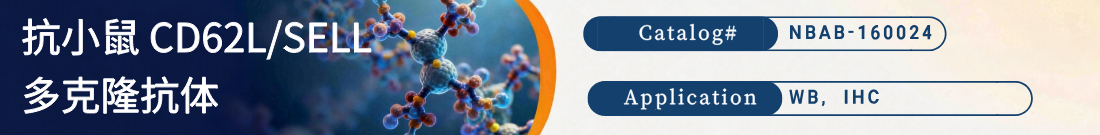 抗小鼠CD62L/SELL抗体