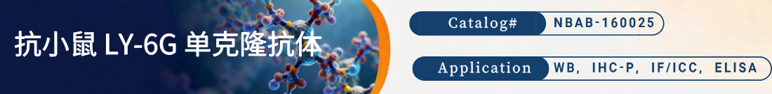 抗LY6G抗体