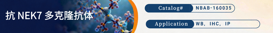 抗NEK7 Protein抗体