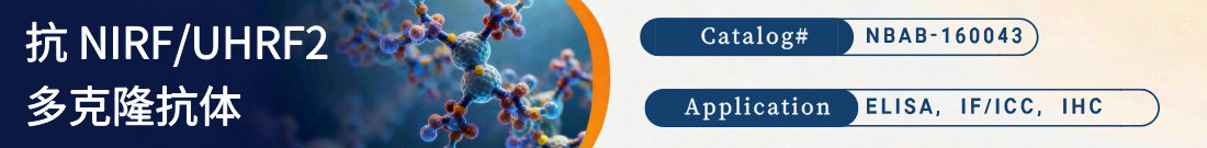 抗NIRF/UHRF2抗体