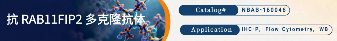 抗RAB11FIP2抗体