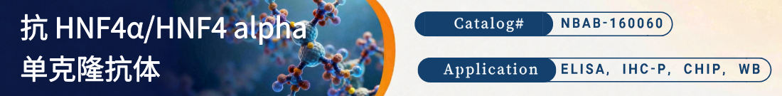 抗HNF4 alpha抗体