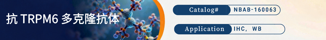 抗TRPM6抗体