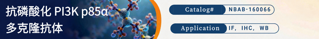 抗磷酸化抗PI3K p85 alpha抗体